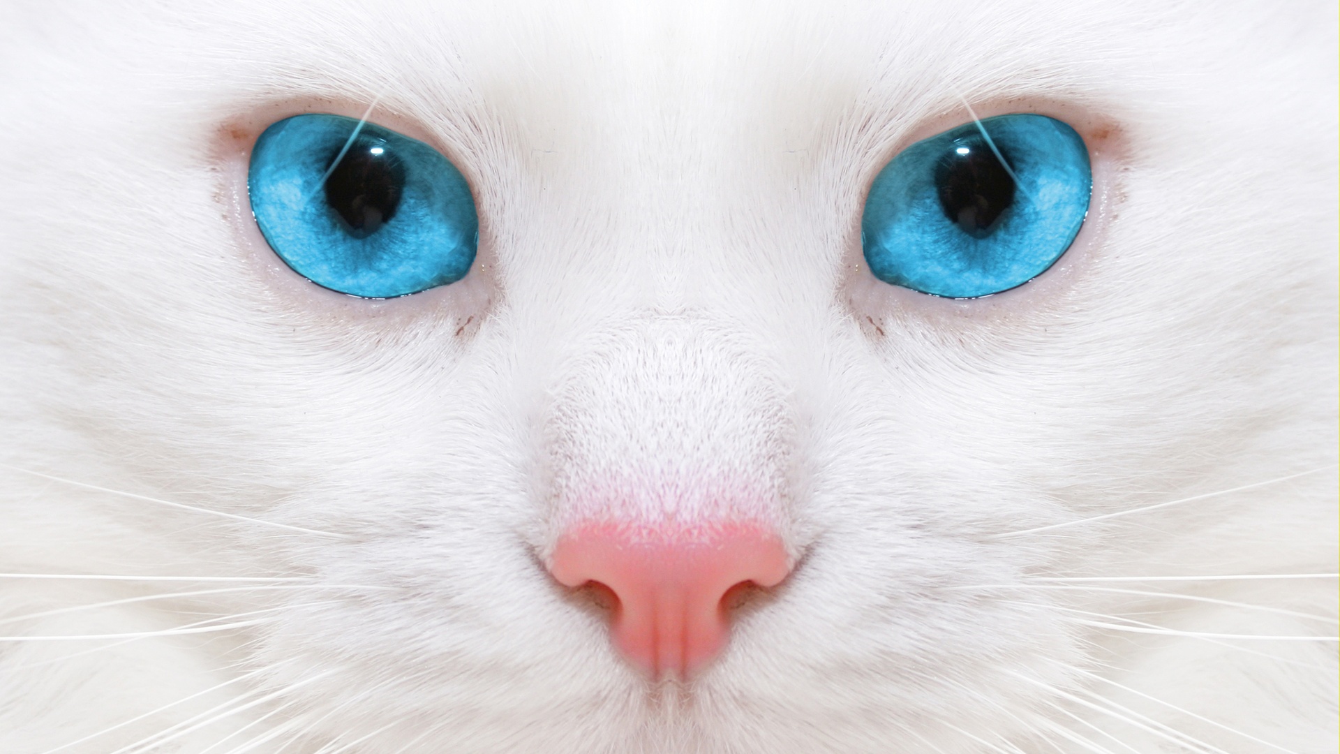 蓝眼球小猫咪|插画|创作习作|泡泡糖摄影 - 原创作品 - 站酷 (ZCOOL)