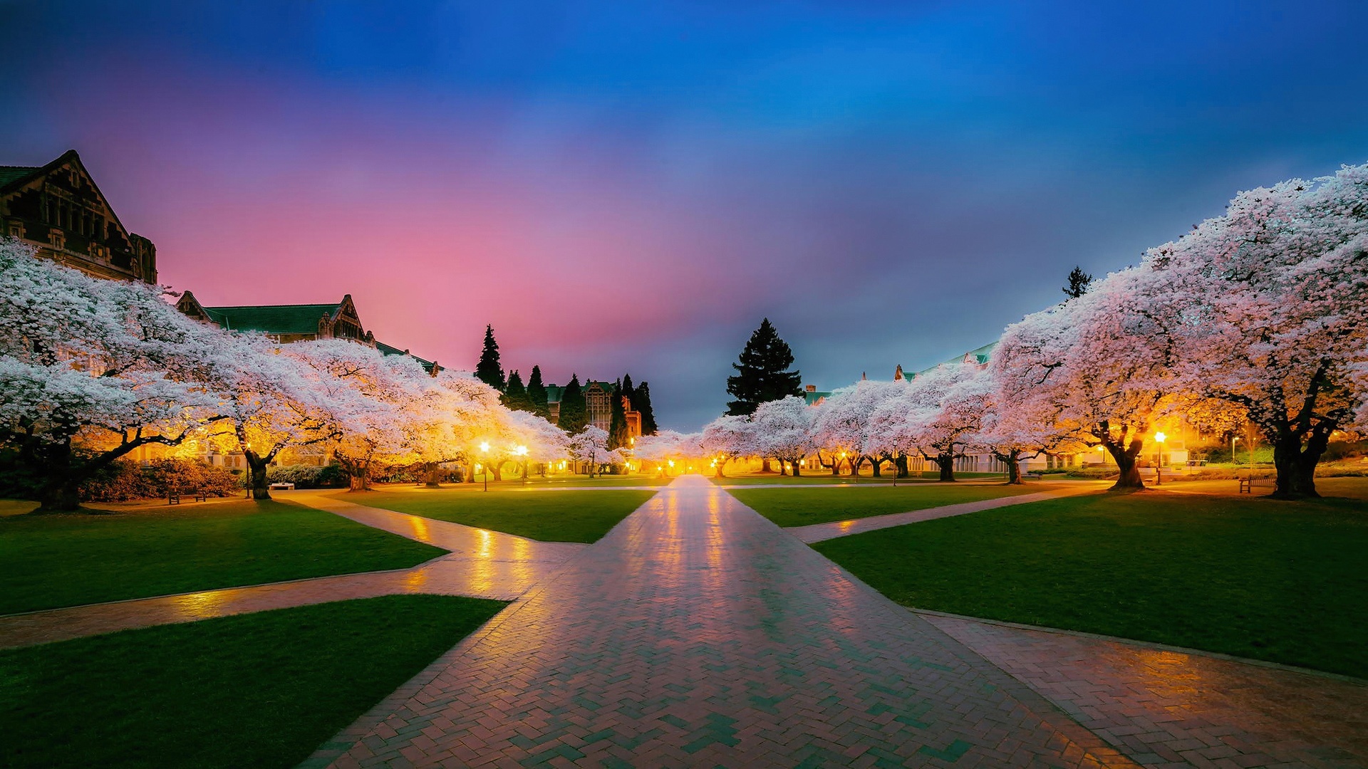 春天樱花树木公园日本风景桌面壁纸壁纸春天壁纸图片 桌面壁纸图片 壁纸下载 元气壁纸