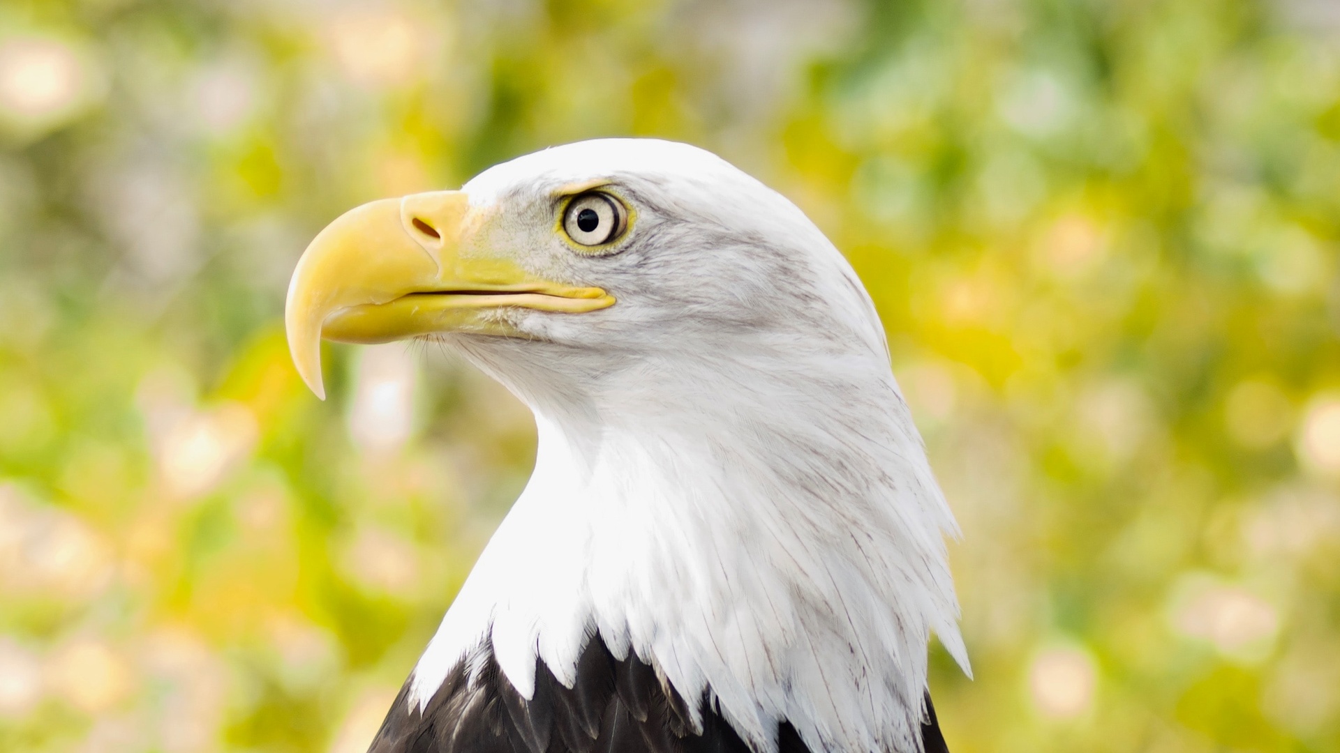 鸟壁纸 251 鸟壁纸图片 桌面壁纸图片 壁纸下载 元气壁纸