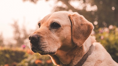 狐狸arcticfox壁纸6