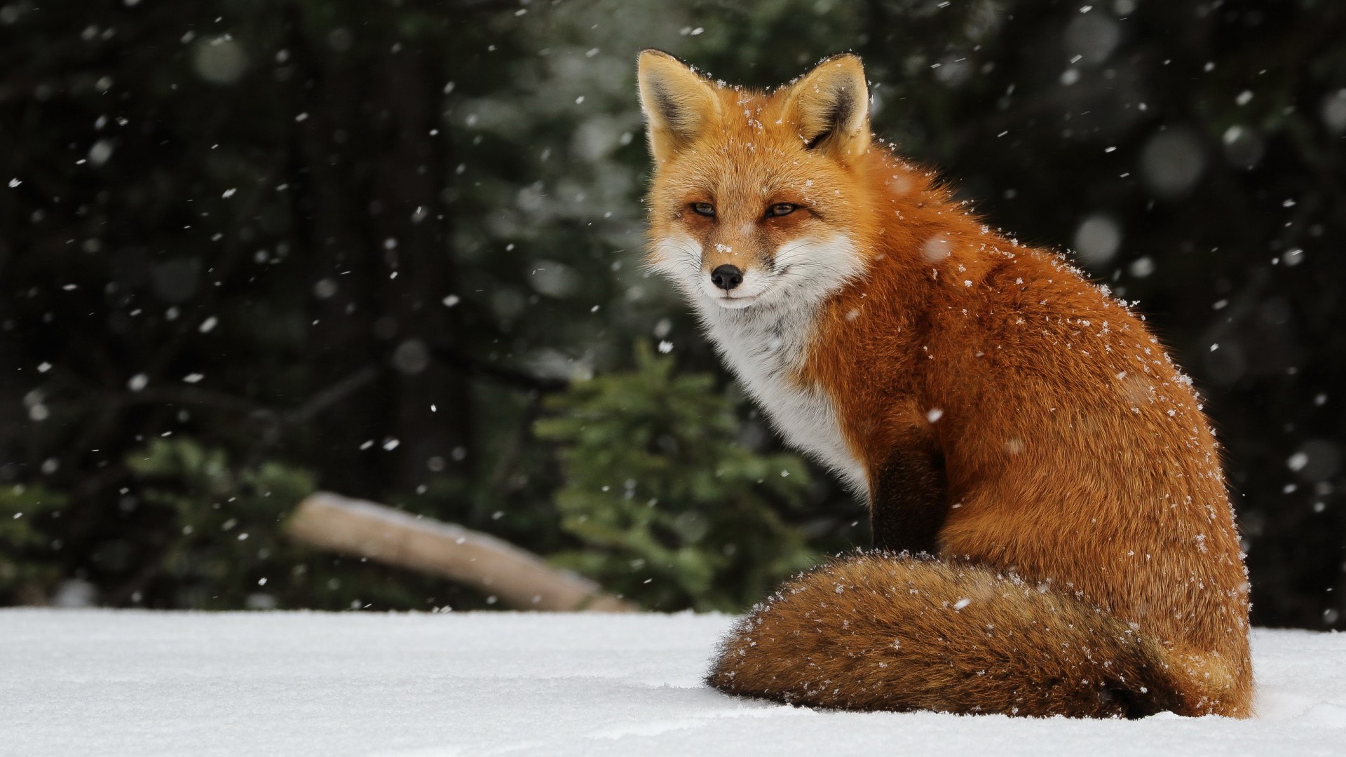 壁纸 冬天雪地上的一只狐狸 1920x1200 HD 高清壁纸, 图片, 照片