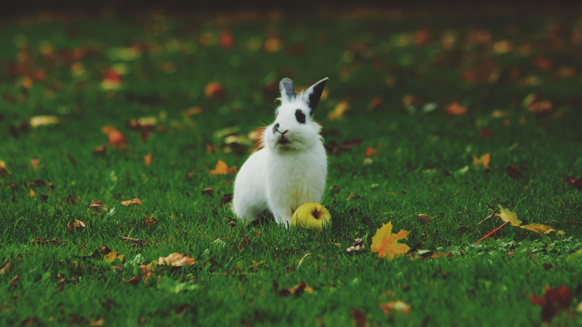 兔子兄弟|摄影|动物|cyf4477 - 原创作品 - 站酷 (ZCOOL)