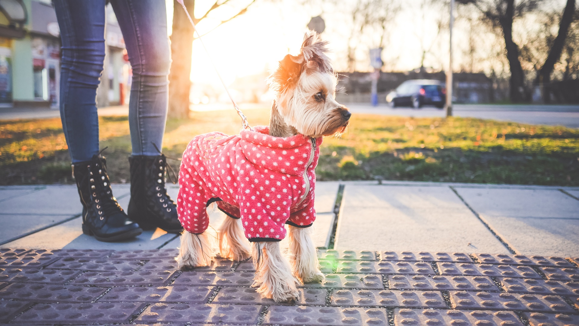 遛狗的女孩4k摄影图片壁纸