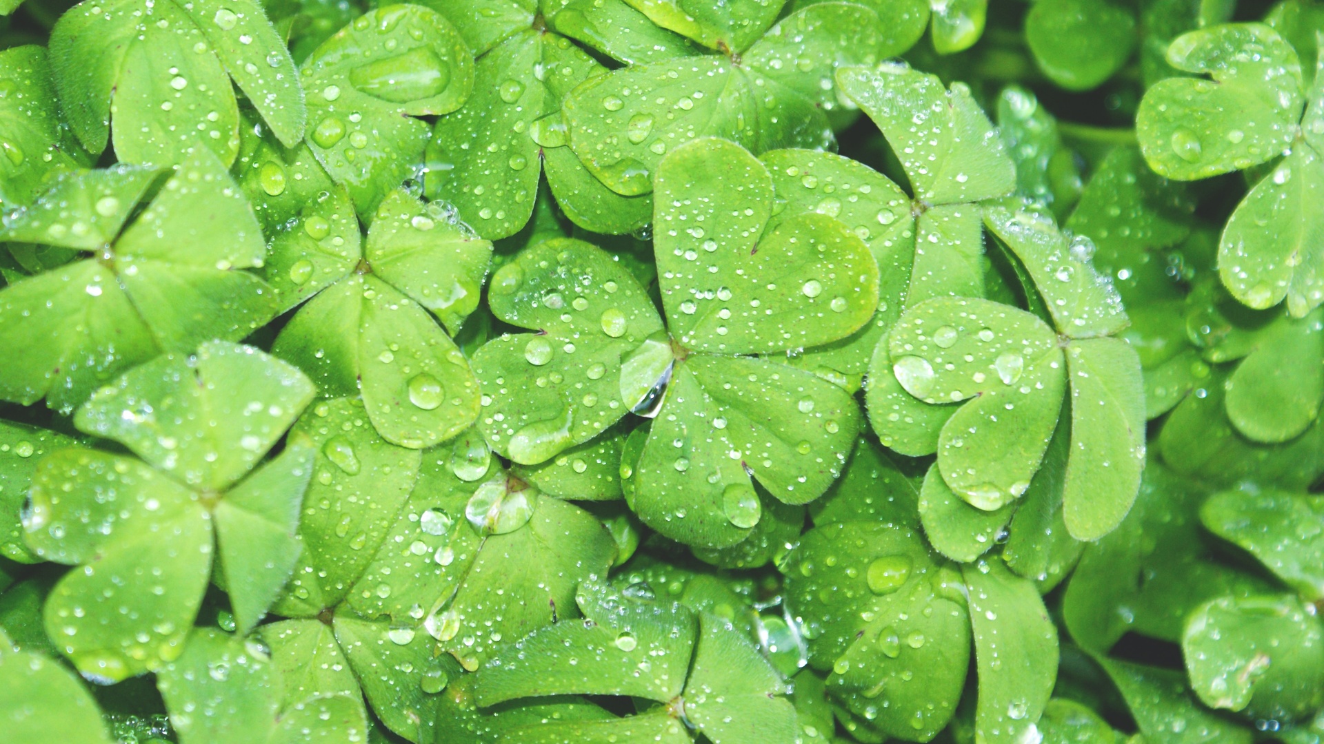 护眼壁纸【480】