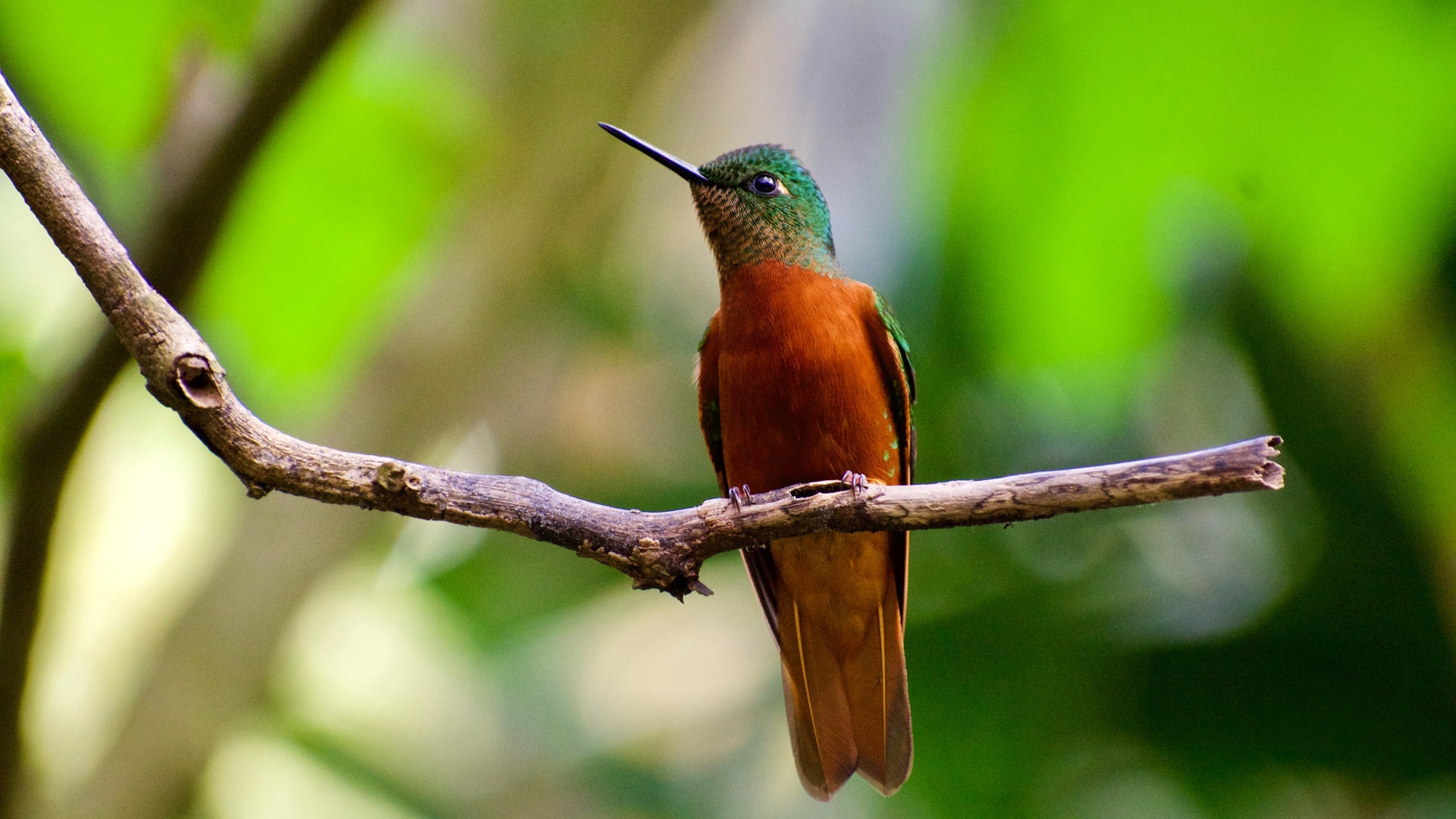 鸟壁纸 245 鸟壁纸图片 桌面壁纸图片 壁纸下载 元气壁纸