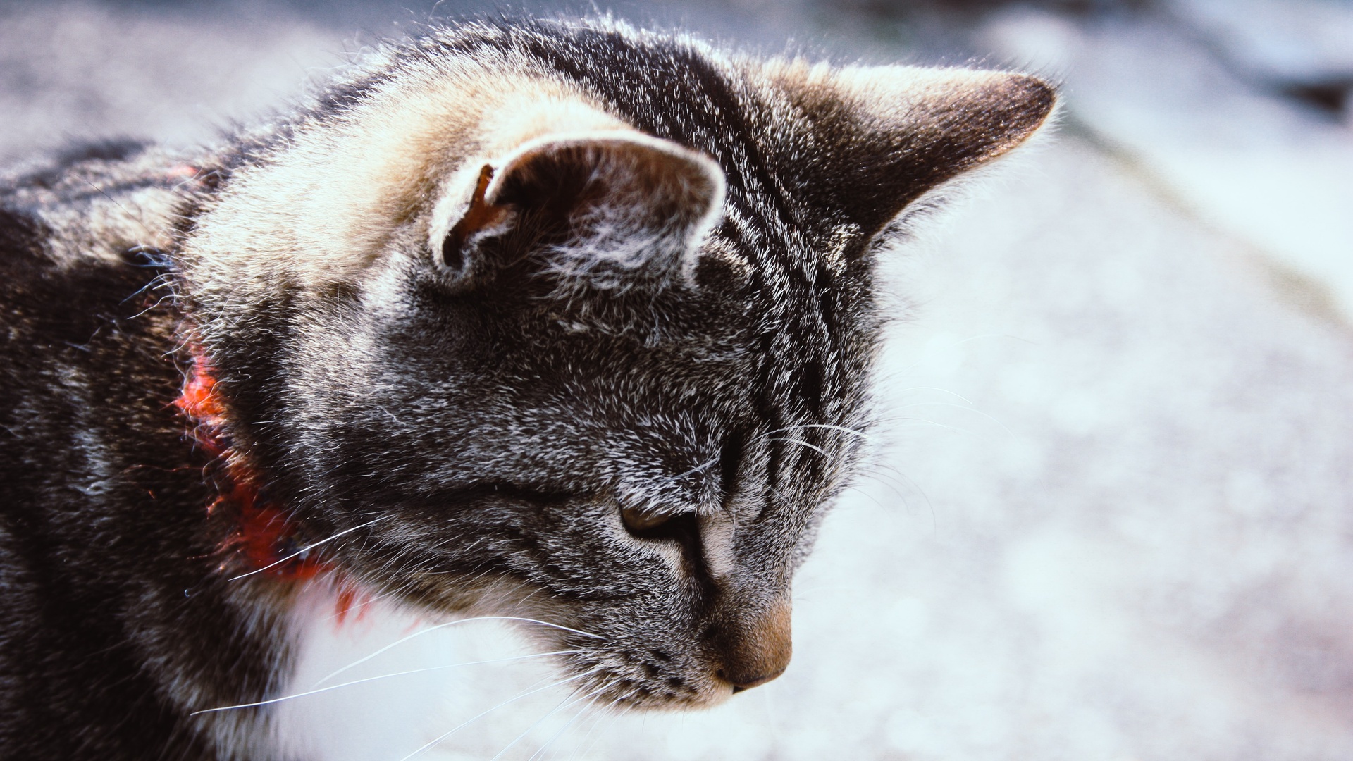 猫壁纸 319 猫壁纸图片 桌面壁纸图片 壁纸下载 元气壁纸