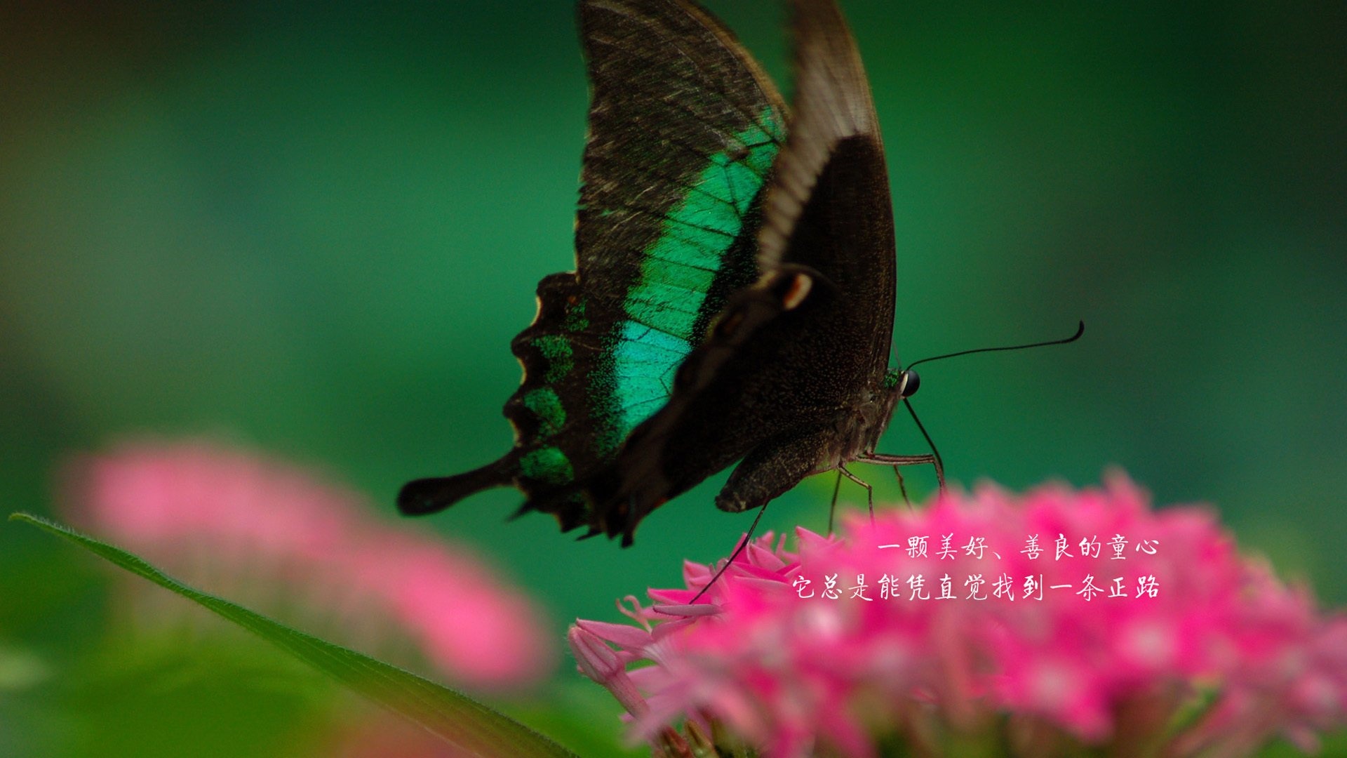 励志蝴蝶文字文字控壁纸励志壁纸图片 桌面壁纸图片 壁纸下载 元气壁纸