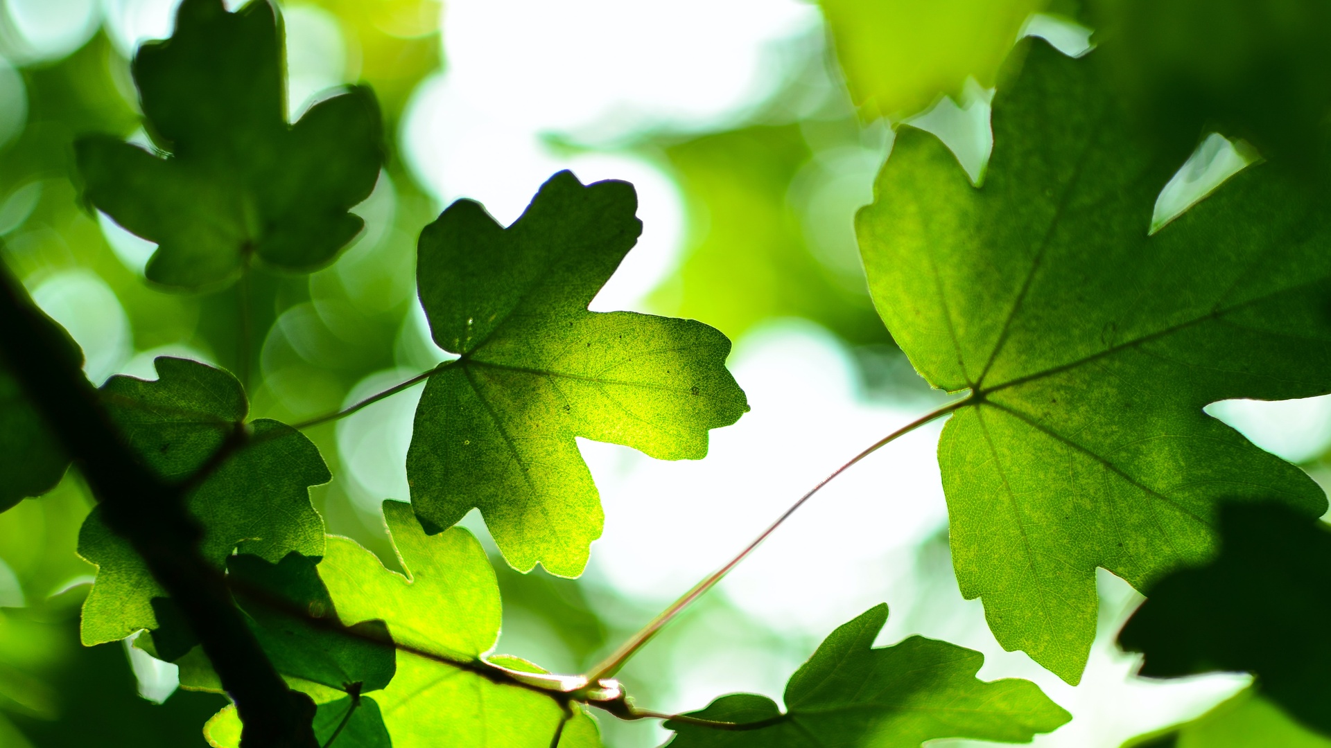 绿色叶子树叶图片素材免费下载 - 觅知网