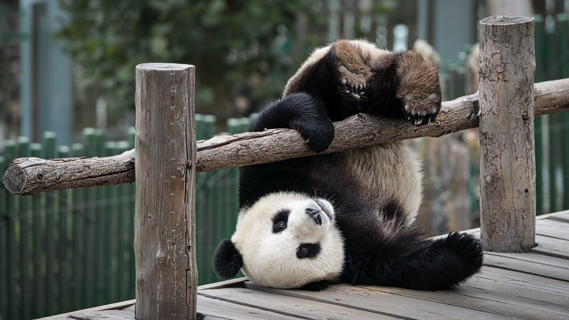 可爱的熊猫 - 手机壁纸图片，壁纸图片