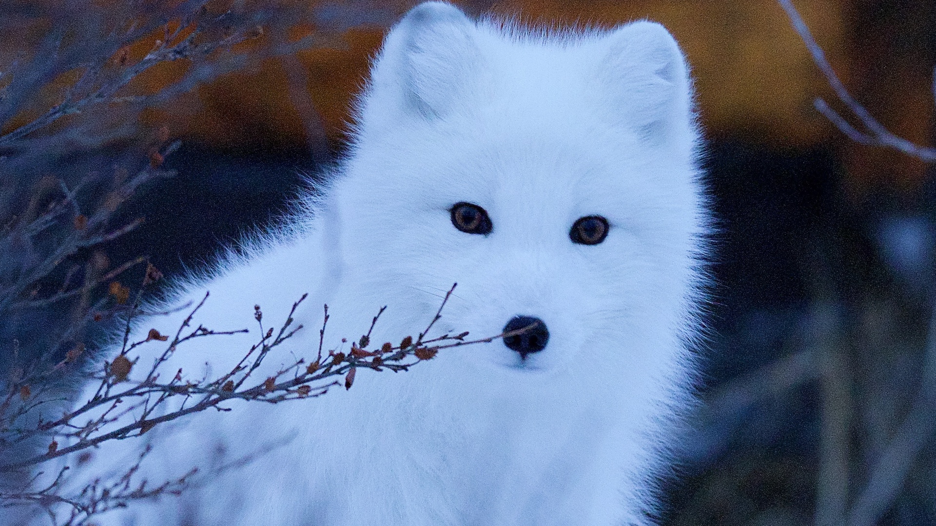 请问谁有这张白狐的照片（其它白狐照片也行），做桌面用的，要大，谢谢！_百度知道