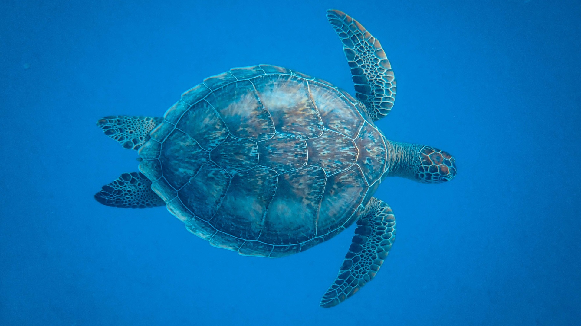 高清海龟海洋动物壁纸图片_配图网