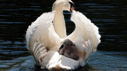 天鹅天鹅宝宝白天鹅湖水4k