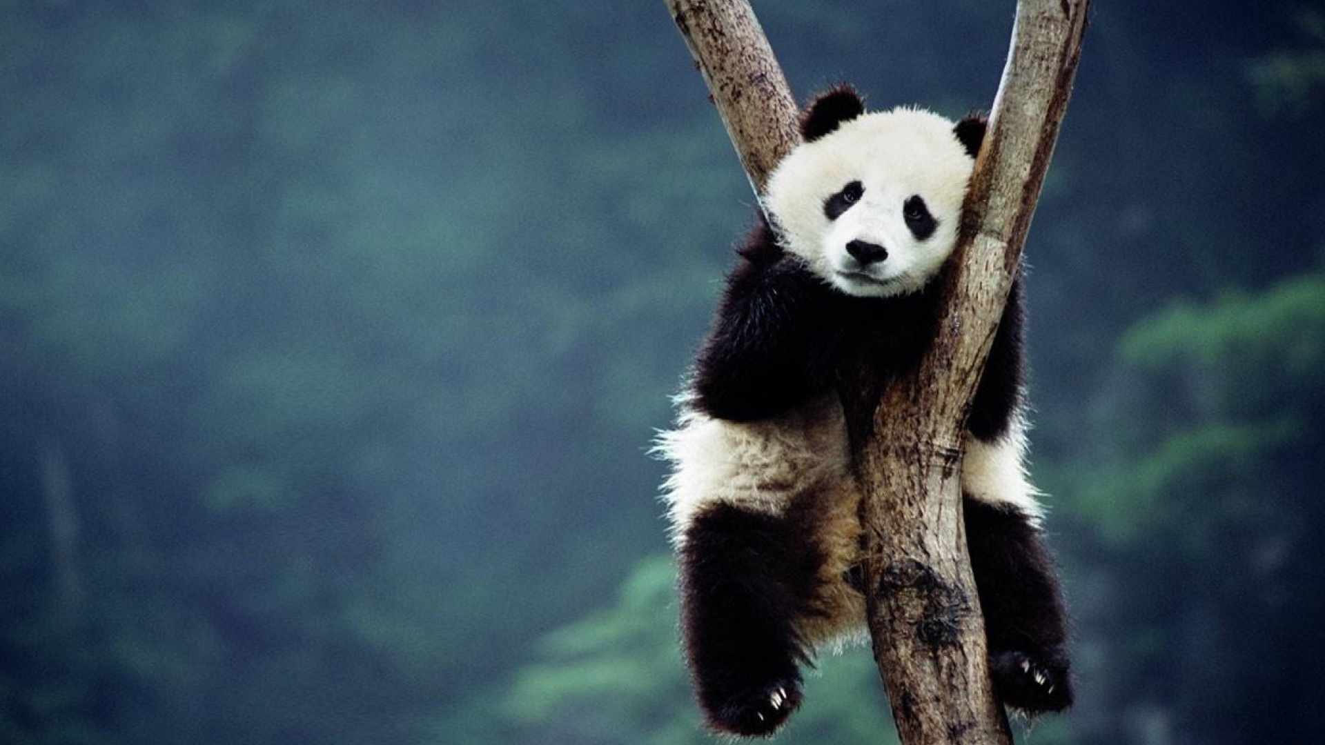 国际熊猫日 个个都是行走的表情包