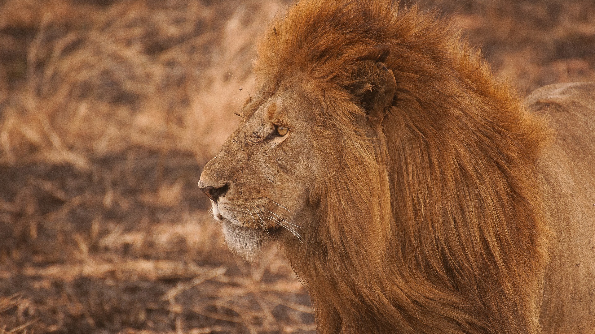 非洲野生动物保护手记你看过吗？ - 非洲野保日记百科
