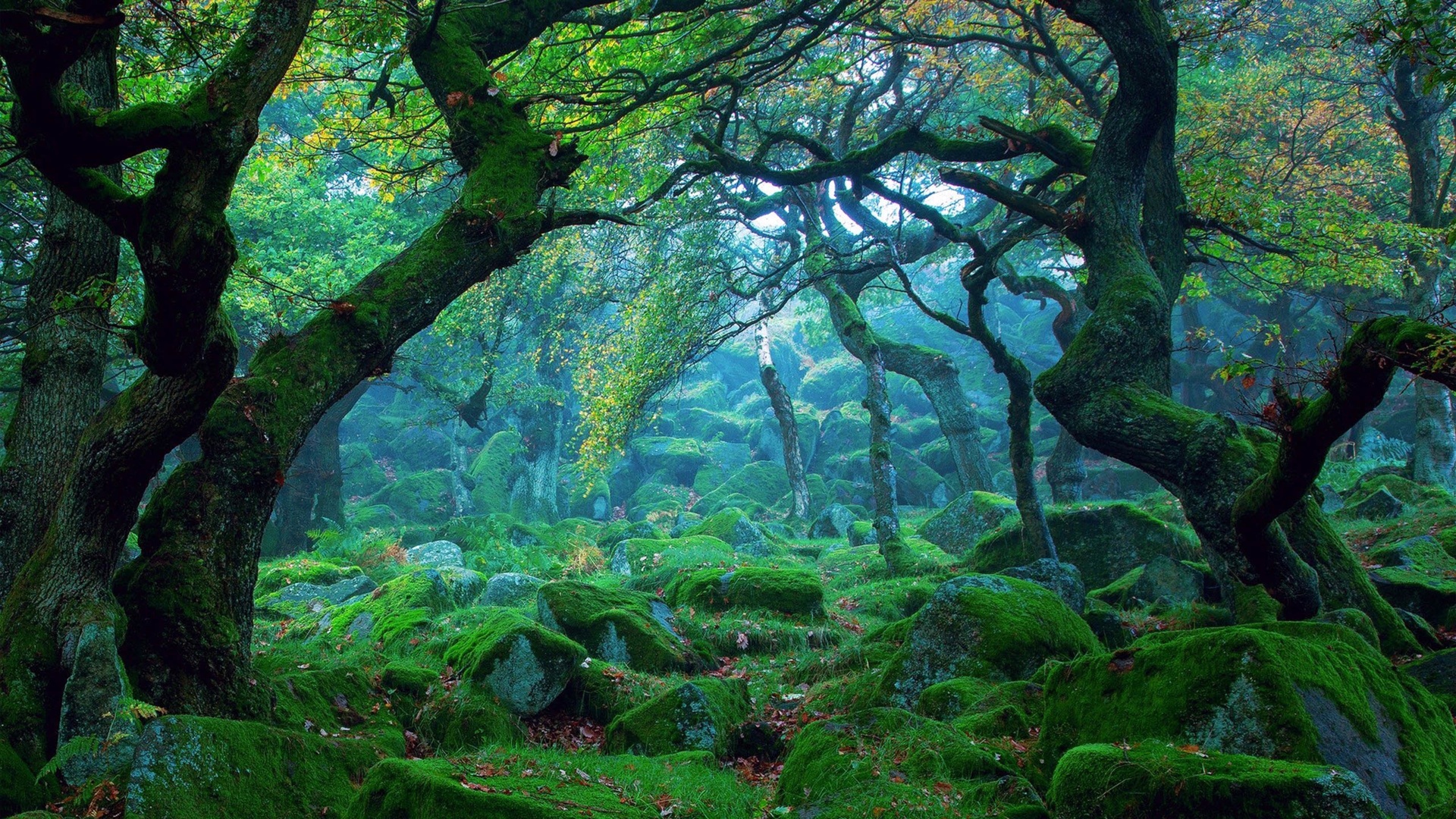 大自然绿色树叶高清图片下载-正版图片500119269-摄图网
