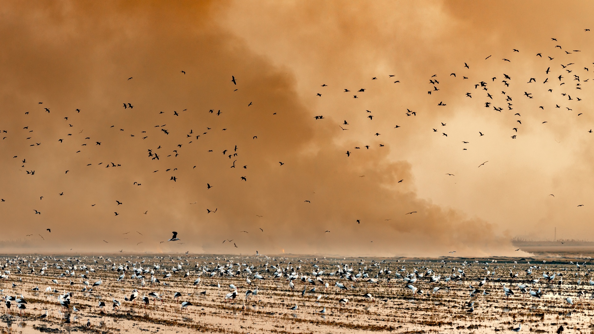 鸟壁纸 1028 鸟壁纸图片 桌面壁纸图片 壁纸下载 元气壁纸