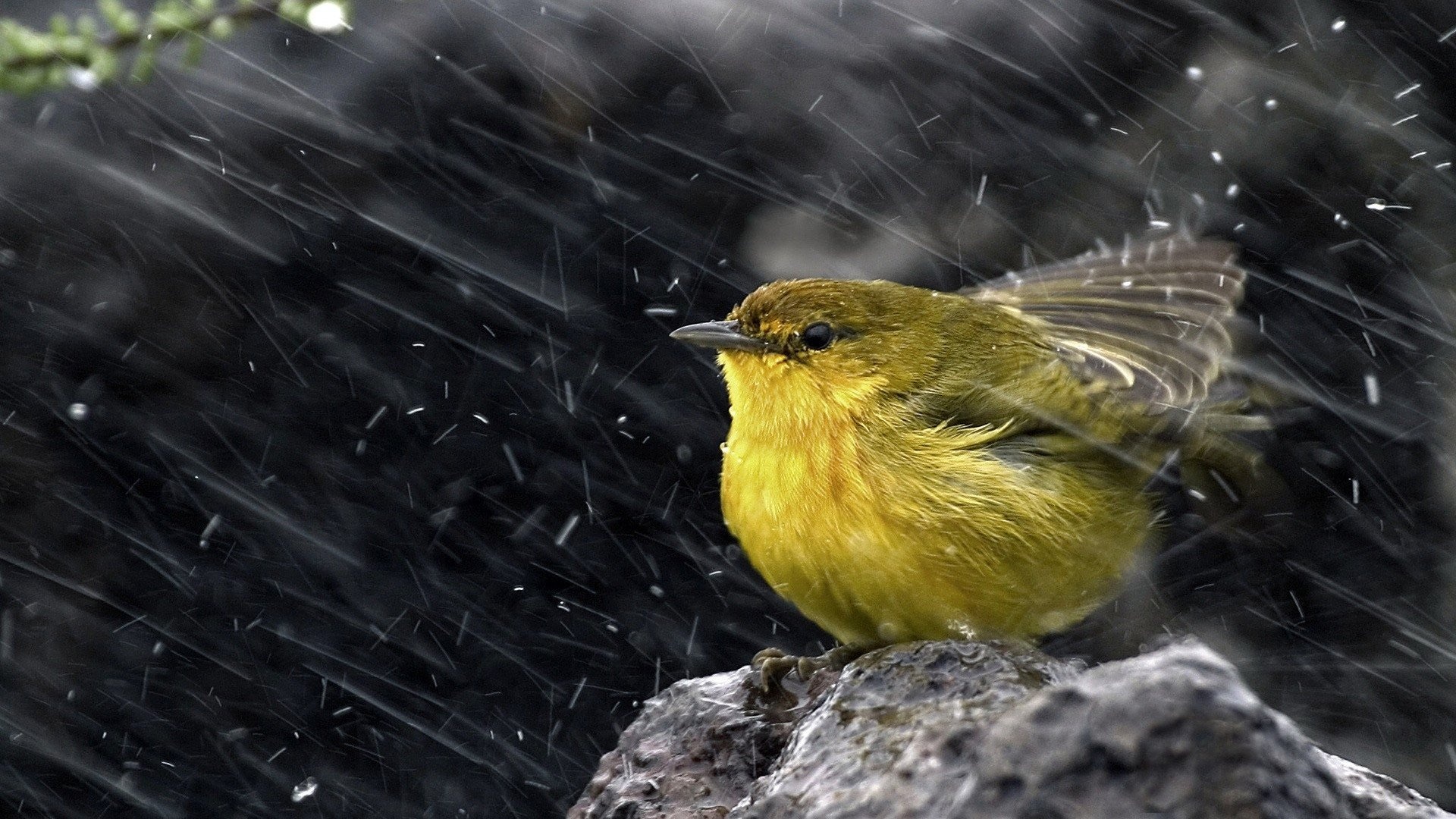 精致可爱小鸟—动物图片—美图美秀