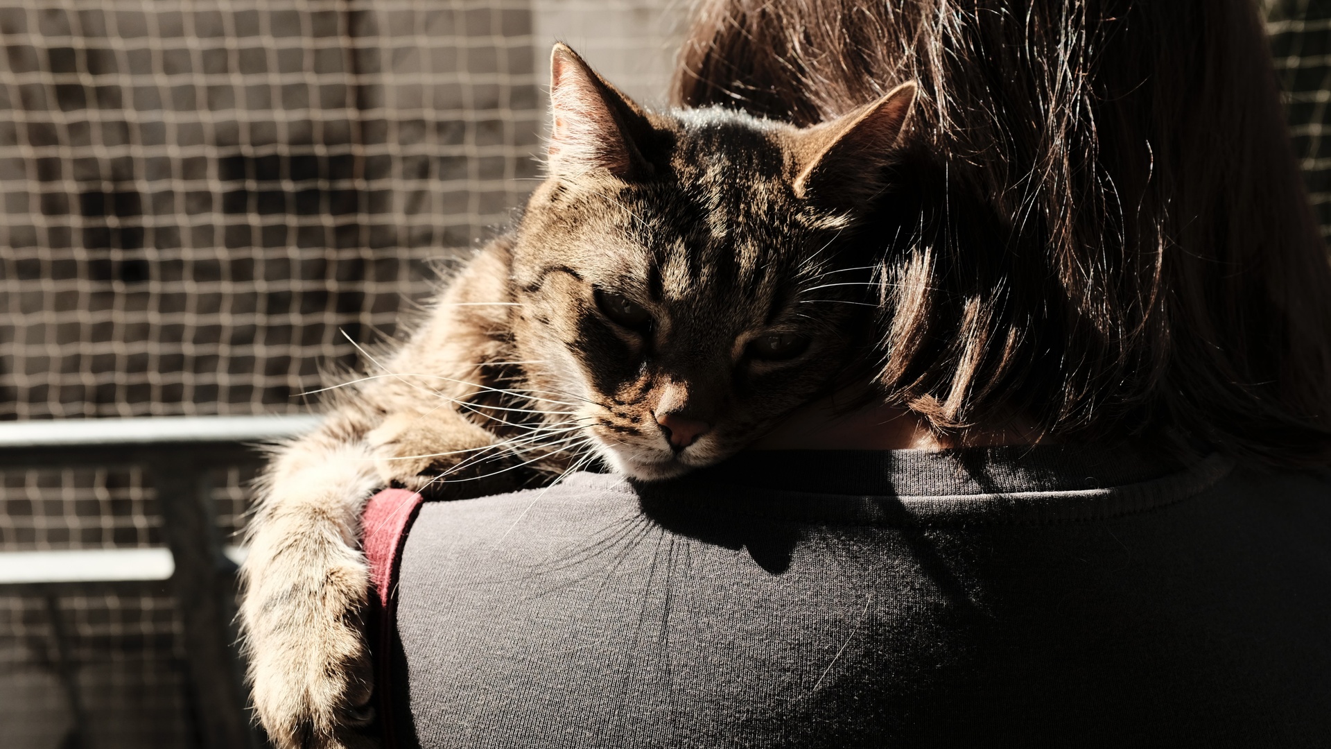 猫壁纸 1045 猫壁纸图片 桌面壁纸图片 壁纸下载 元气壁纸