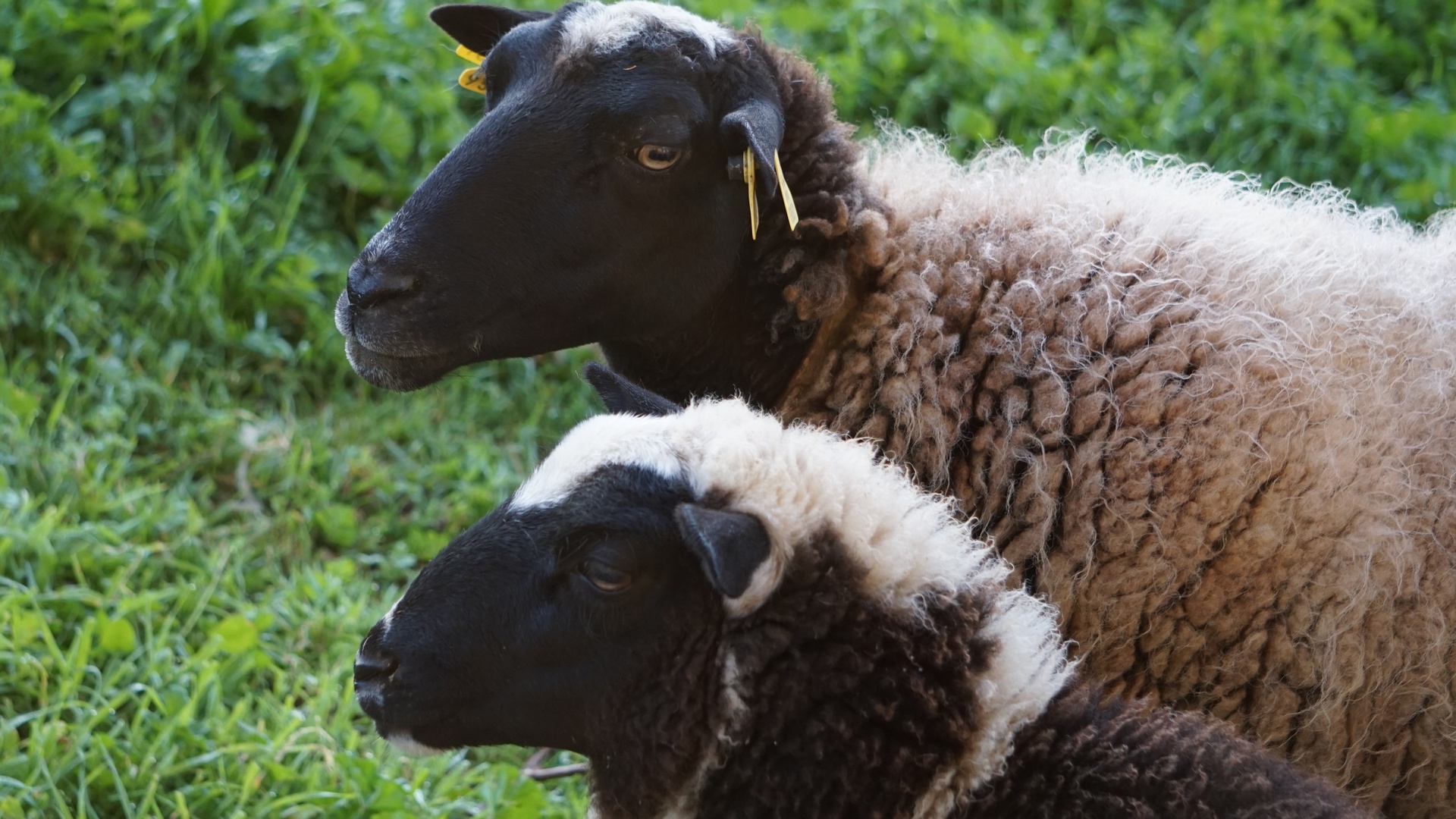 羊壁纸 61 羊壁纸图片 桌面壁纸图片 壁纸下载 元气壁纸