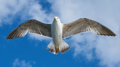 海鷗鳥飛自由翅膀天空4k壁紙4k