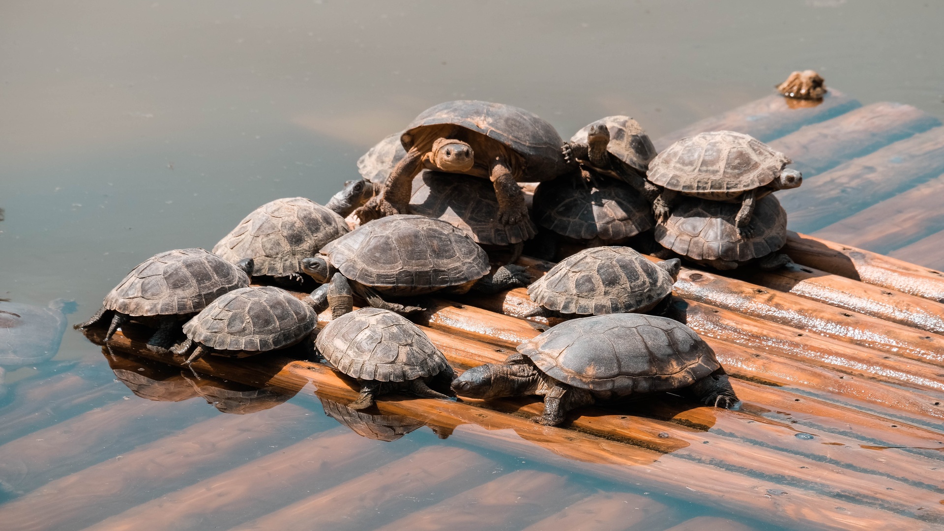 龟海洋生物壁纸47