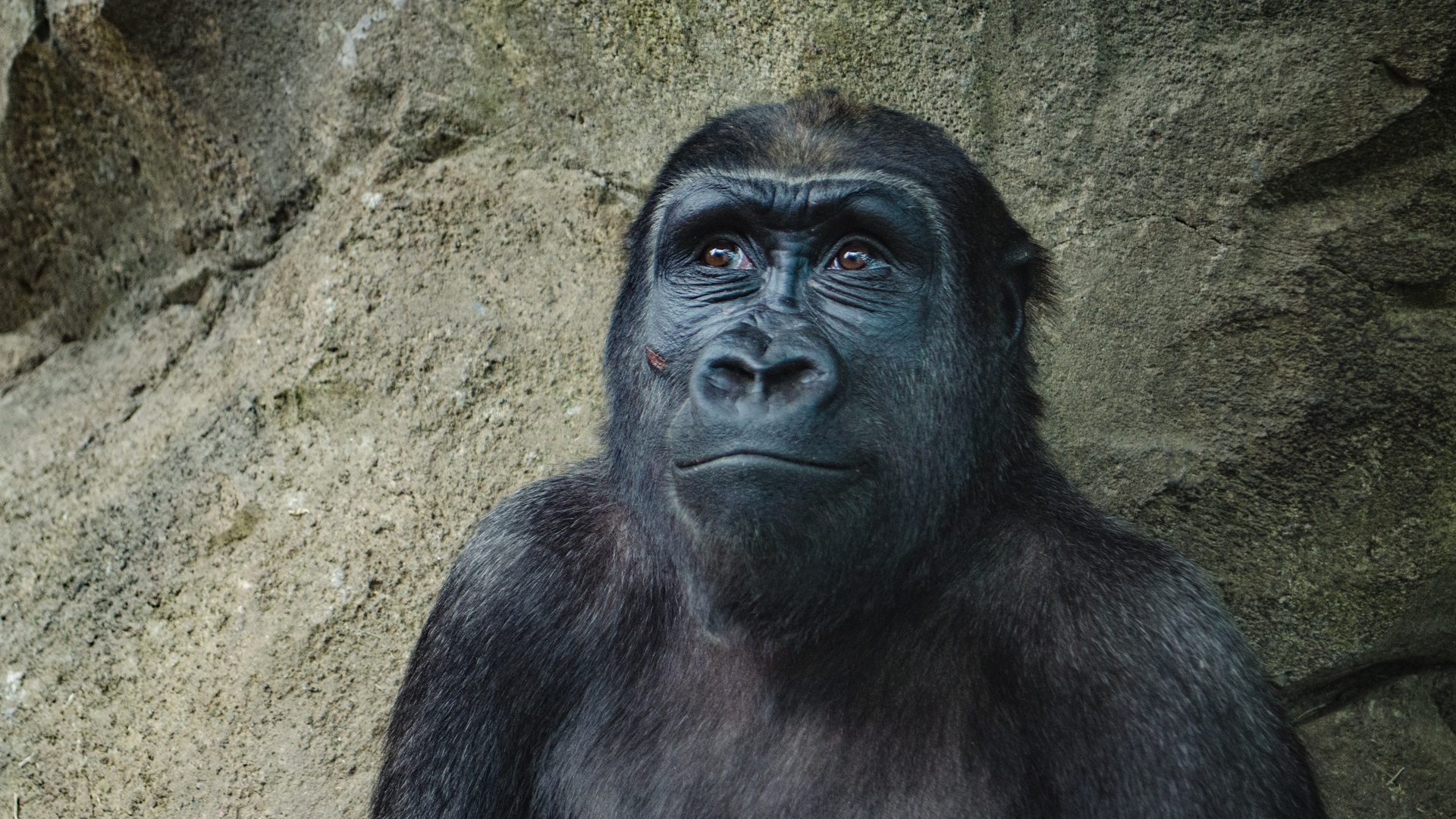 【可爱的小黑猩猩摄影图片】生态摄影_太平洋电脑网摄影部落