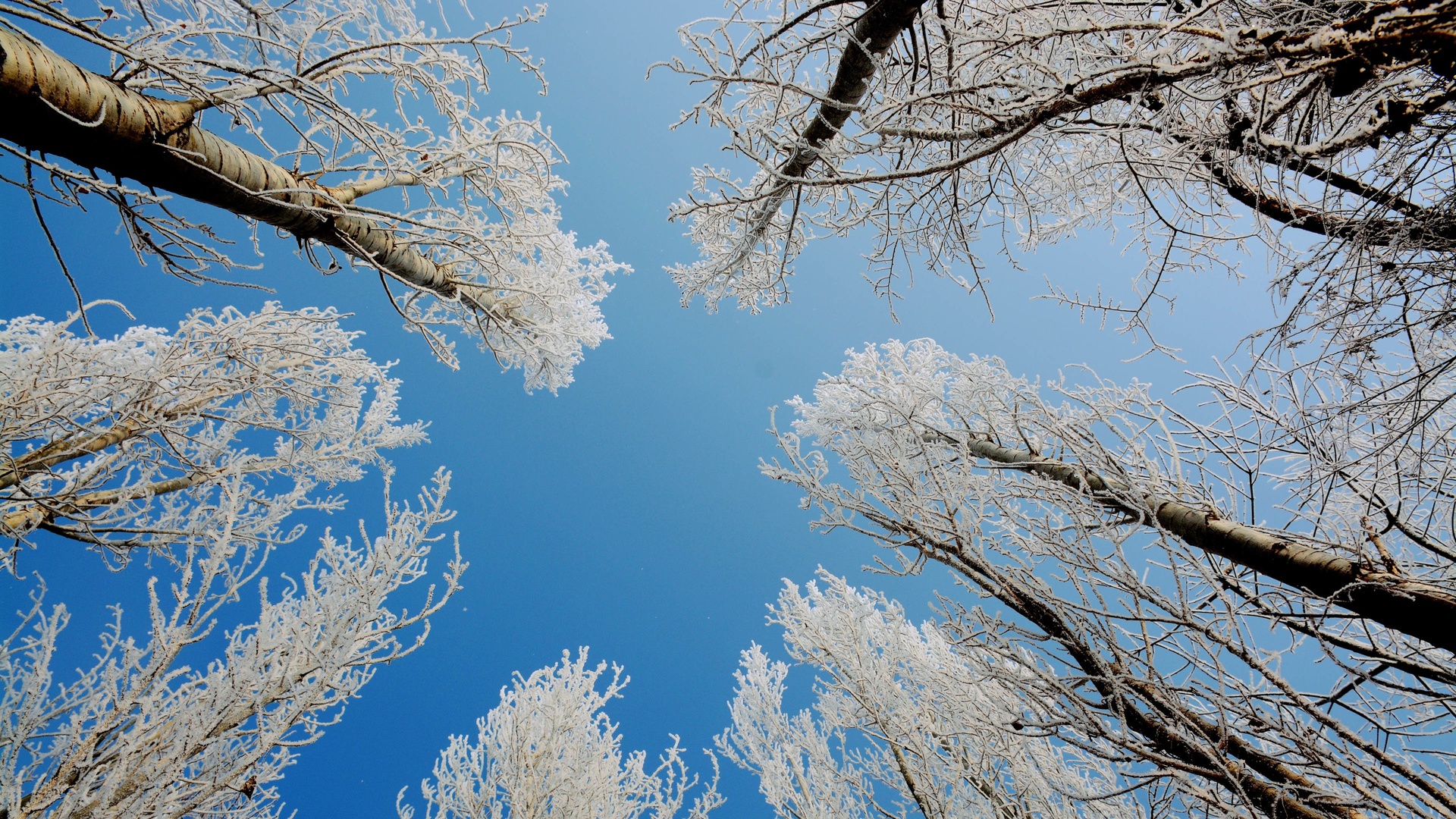 树枝上的雪4k专区壁纸树枝上的雪壁纸图片 桌面壁纸图片 壁纸下载 元气壁纸