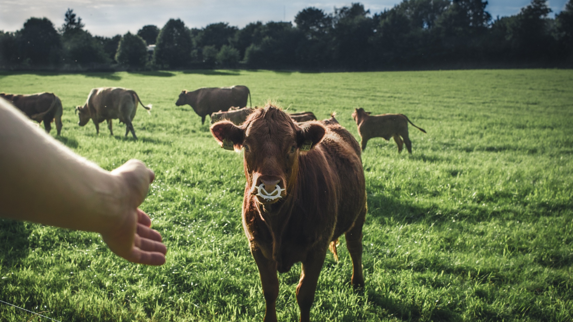 牛壁纸 159 牛壁纸图片 桌面壁纸图片 壁纸下载 元气壁纸