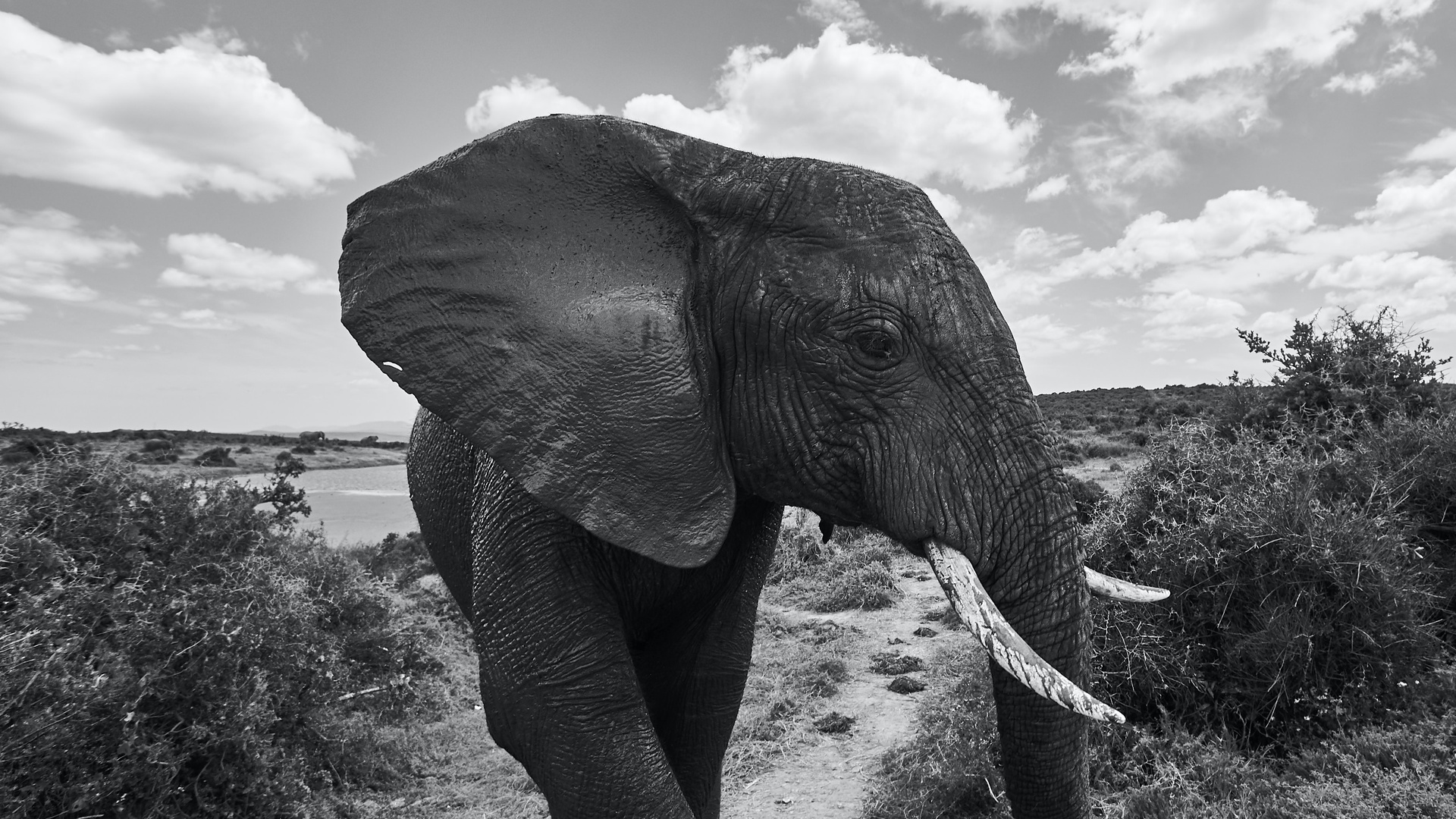 Mahout坐在大象背面 图库摄影片. 图片 包括有 户外, 哺乳动物, 五颜六色, 人们, 海岸, 泰国 - 83265157