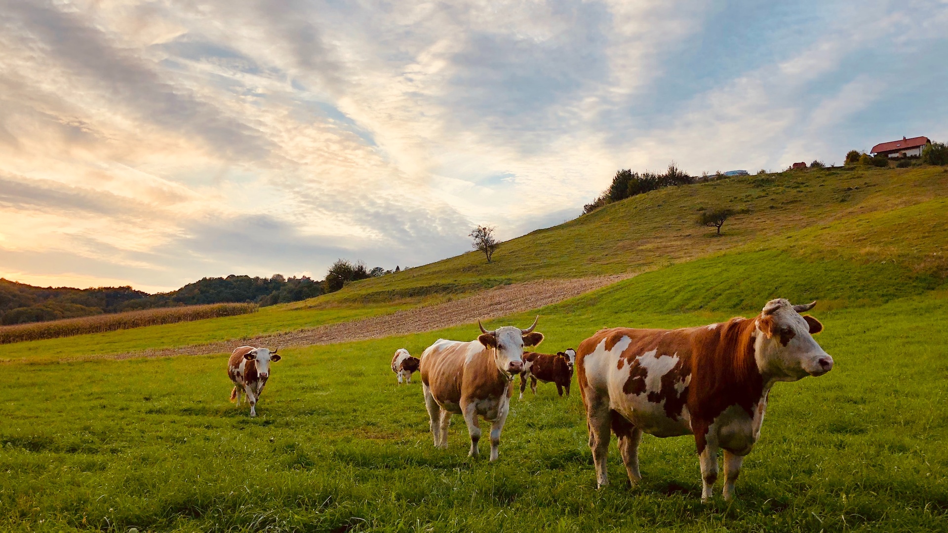 牛壁纸 225 牛壁纸图片 桌面壁纸图片 壁纸下载 元气壁纸