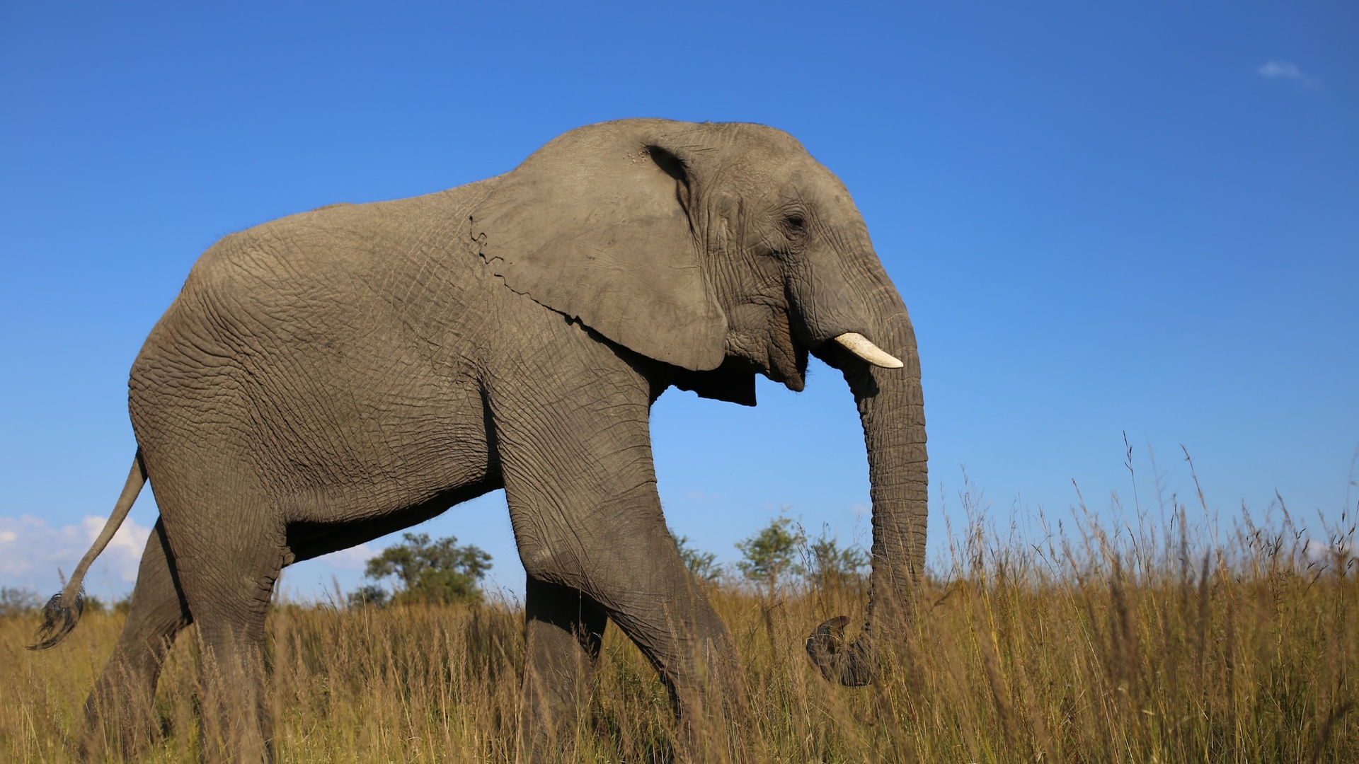 大象 非洲象 公路 行走 4K壁纸壁纸(动物静态壁纸) - 静态壁纸下载 - 元气壁纸