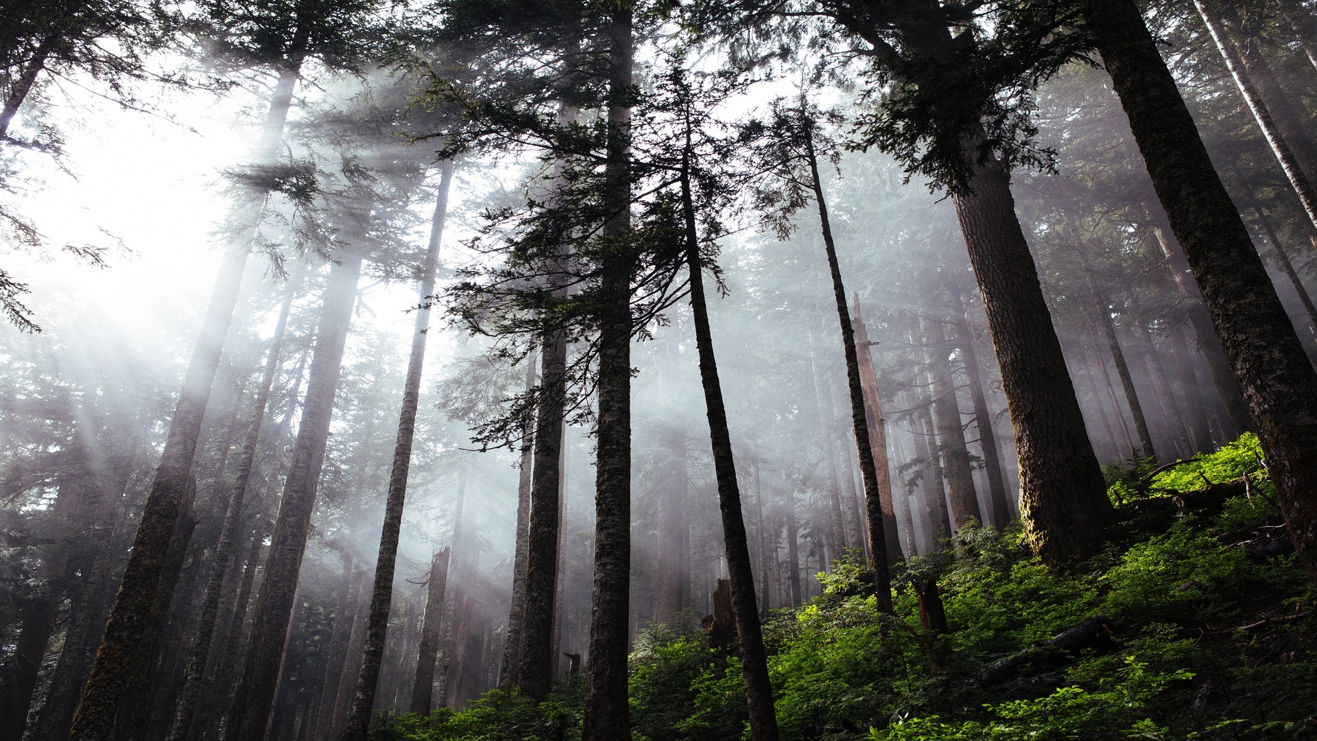 迷雾森林高清图片下载-正版图片500477003-摄图网