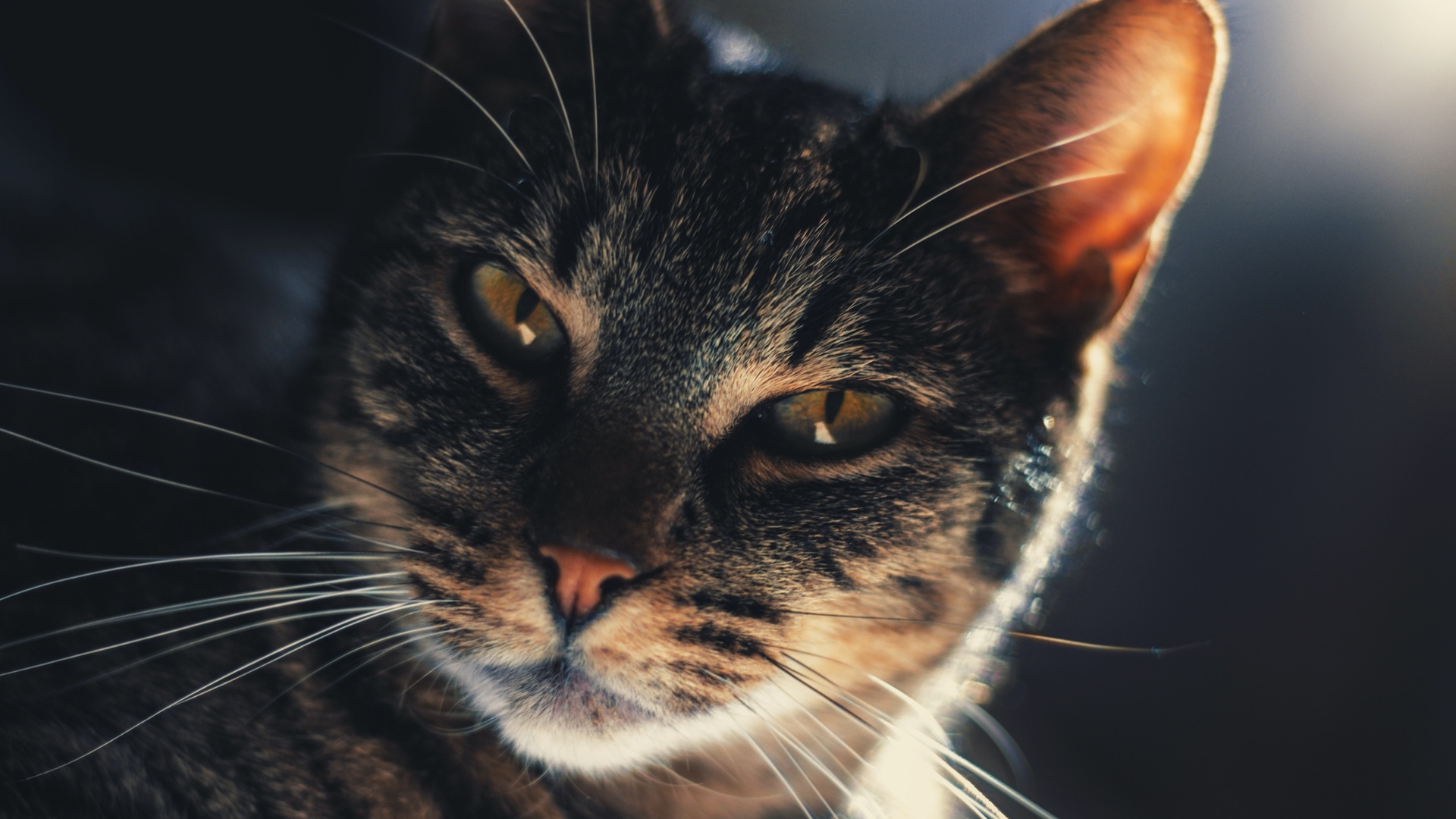 猫壁纸【704】猫壁纸图片_桌面壁纸图片_壁纸下载-元气壁纸