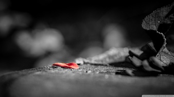 点击鼠标右键即可保存