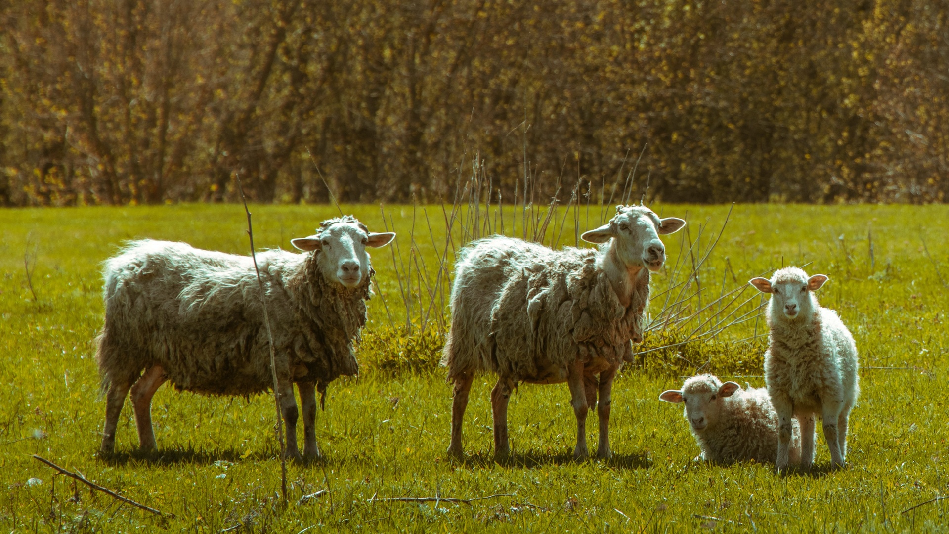 コレクション画像羊 無料の公開画像