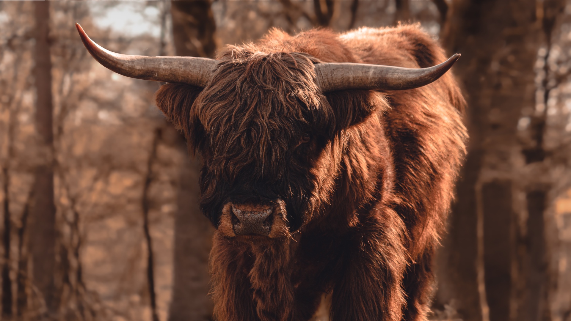 牛 牛群 牧场 · Pixabay上的免费照片