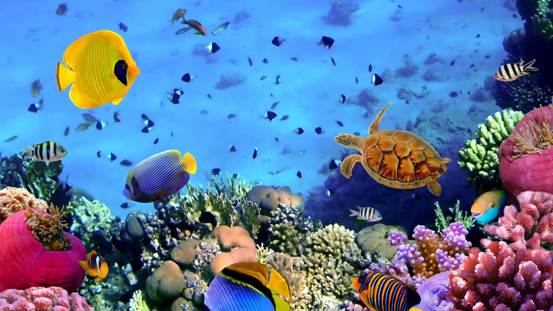 海底世界海龟热带鱼4k专区壁纸海底世界壁纸图片 桌面壁纸图片 壁纸下载 元气壁纸